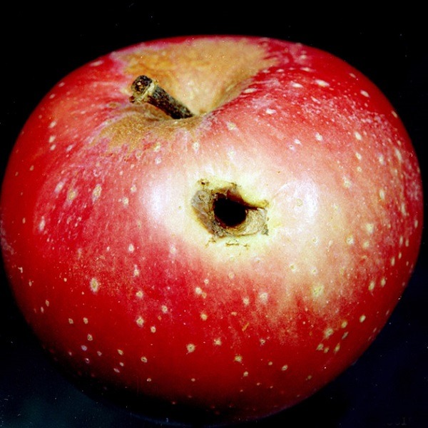 Apple lanza otro parche para el troyano Flashback